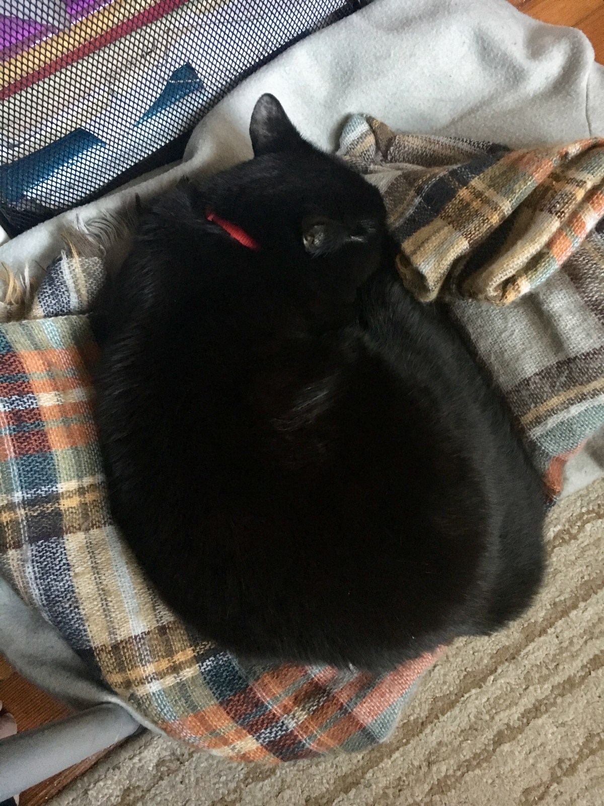 Pain is not the&nbsp;Enemy